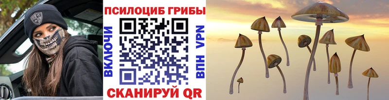 Купить где  Таштагол  Галлюциногенные грибы Cubensis 